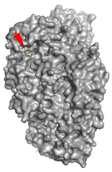 HIV reverse transcriptase complex with docked ligand